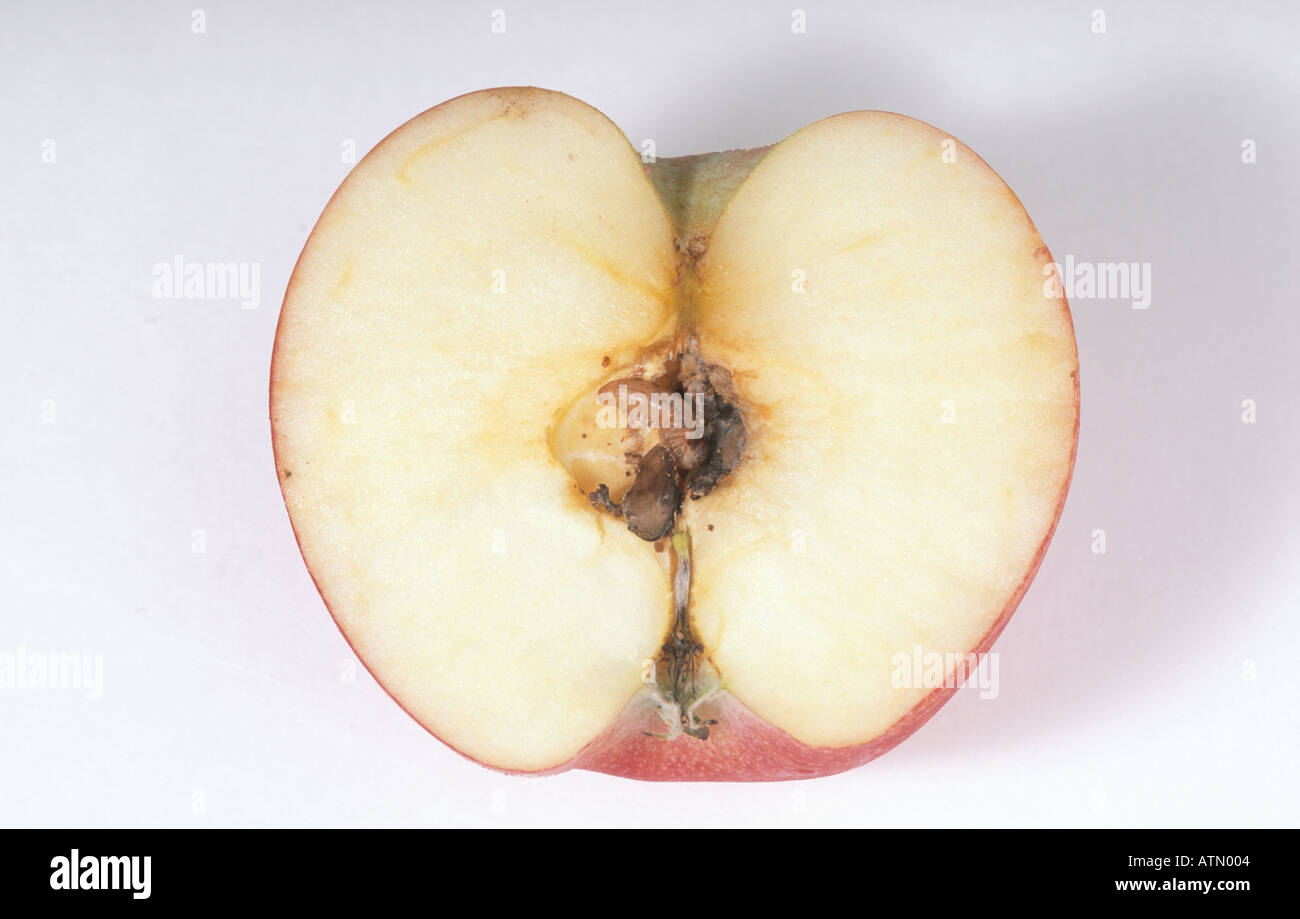 Codling moth grub in apple Stock Photo