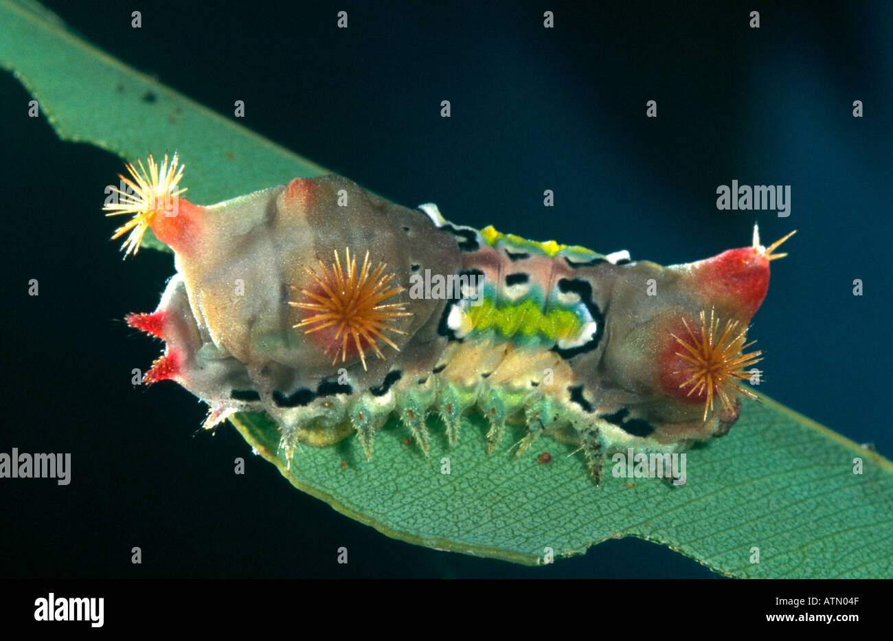 Australian cup moth caterpillar Stock Photo