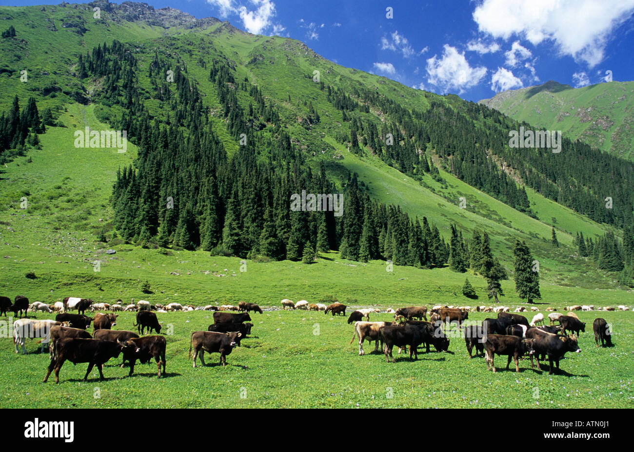 Altyn Arashan valley with herd of cattle Terskey Alatau Mountains Tian Shan Kyrgyzstan Stock Photo
