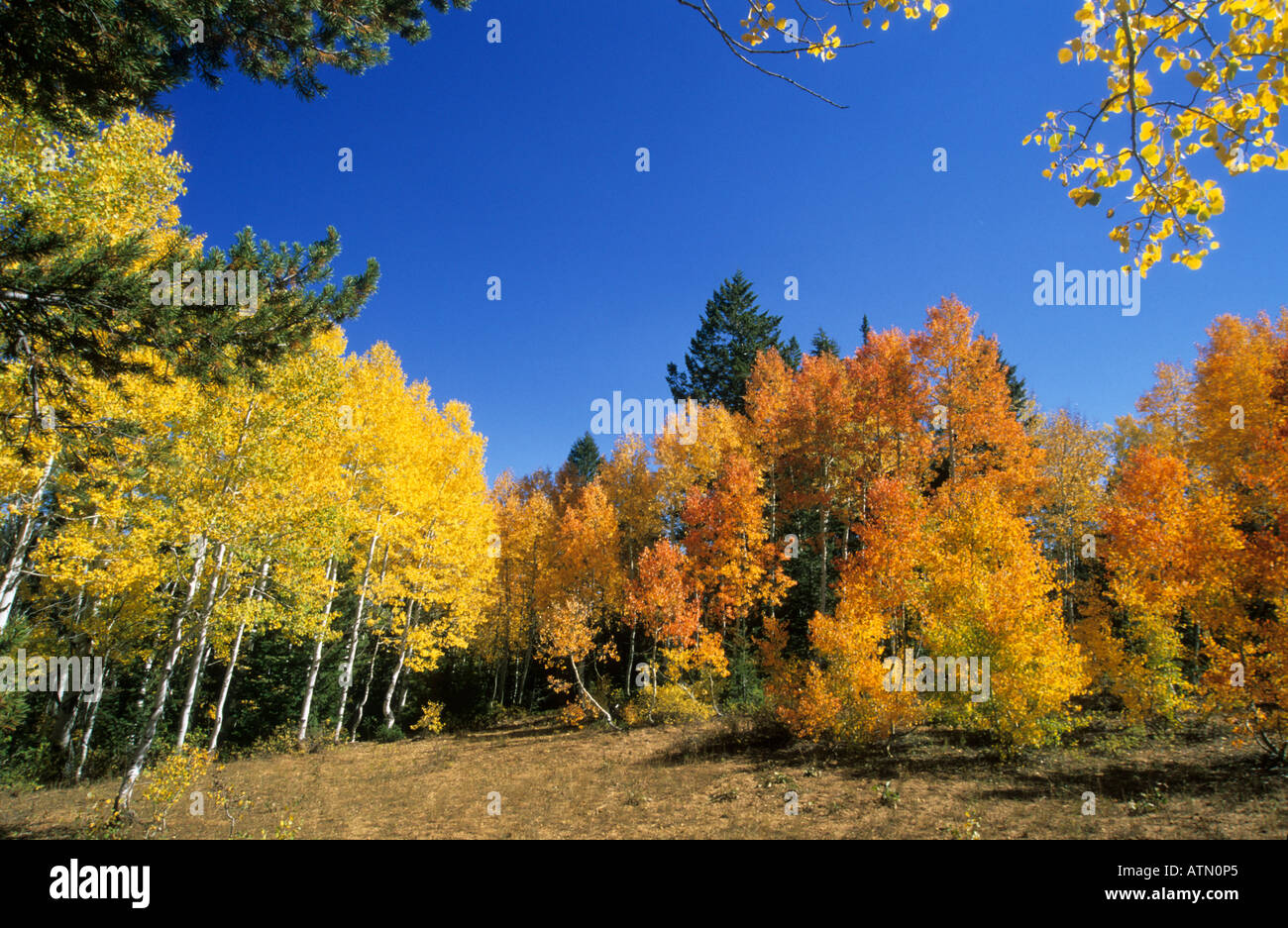 fall colors in the Wasatch Mountains Utah USA Stock Photo Alamy