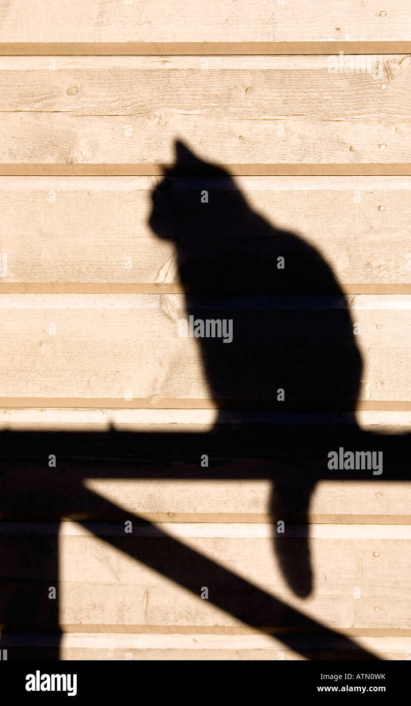 Shadow of cat on bannister Stock Photo Alamy