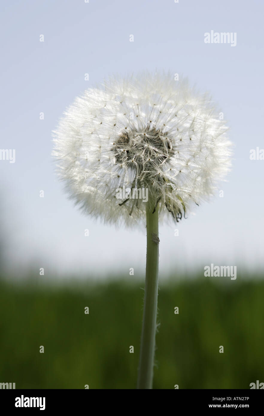 Close-up of a dandelion seed head Stock Photo