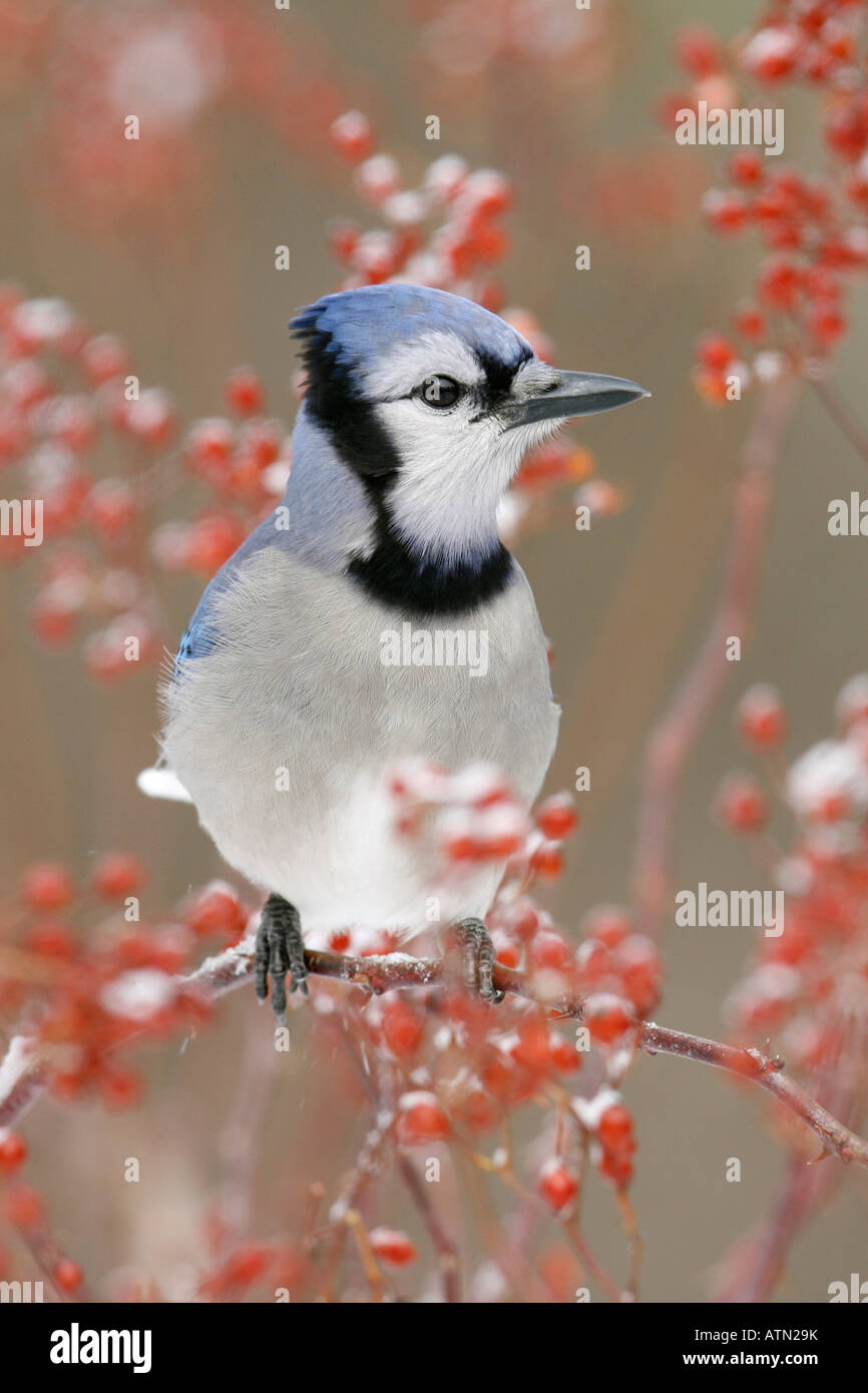 Blue Jay Perched in Snow Covered Multiflora Rose Berries - Vertical Stock Photo