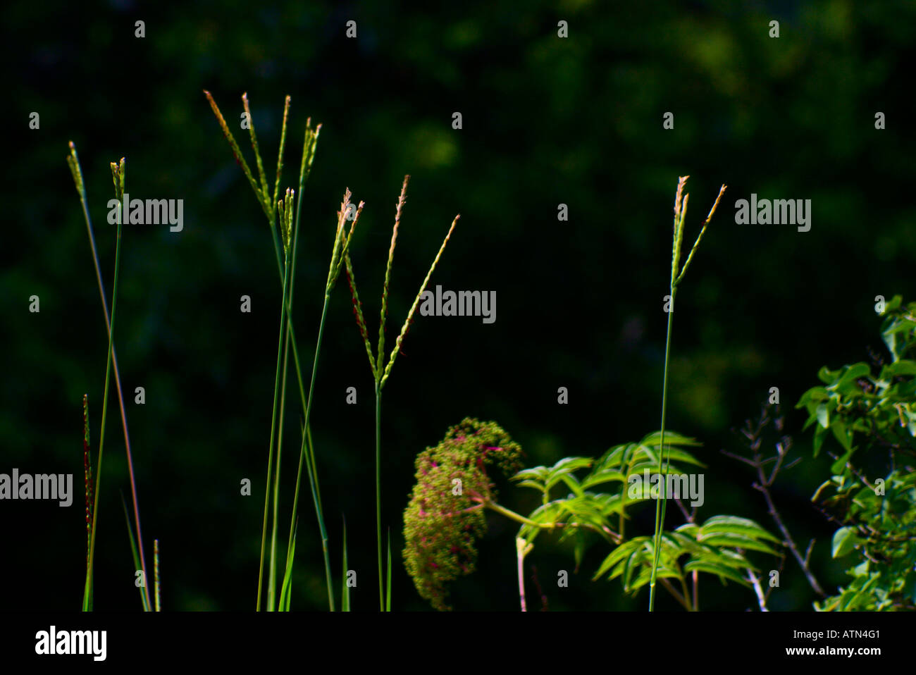 big blue stem grass care big blue stem grass care