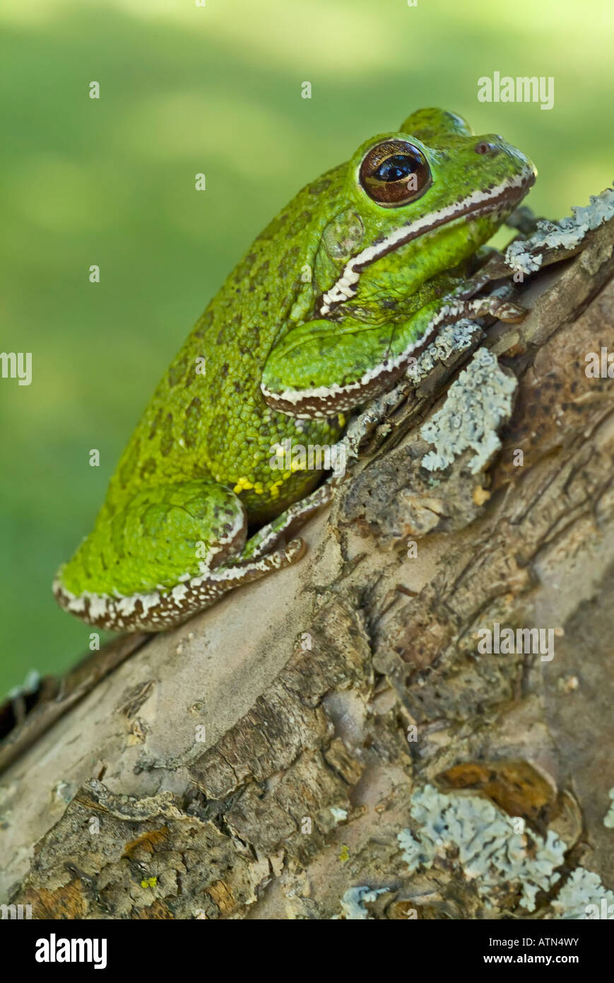 Barking tree frog, Hyla gratiosa, native to southeastern United States