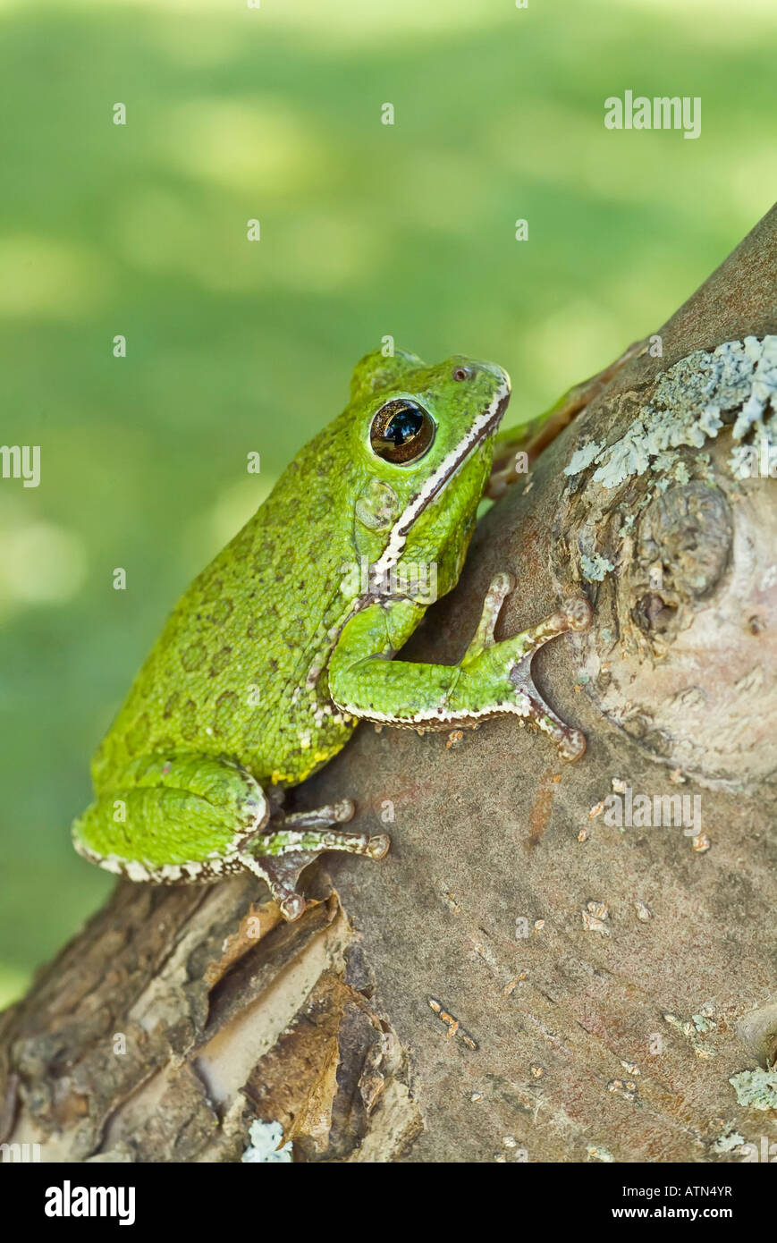 Barking tree frog, Hyla gratiosa, native to southeastern United States
