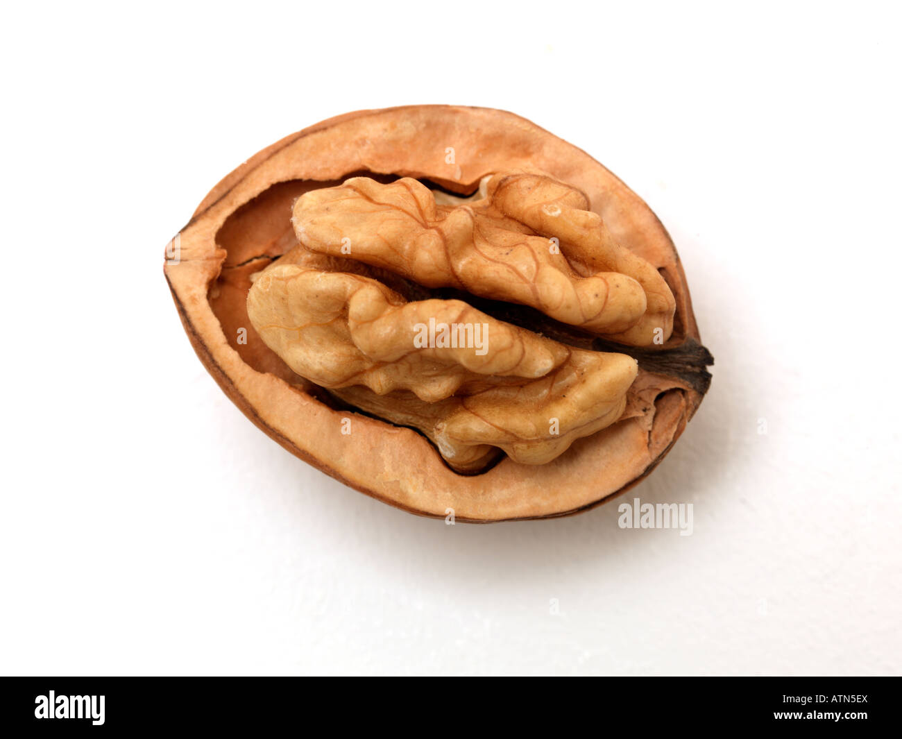 Half Walnut Showing the Brain Stock Photo Alamy