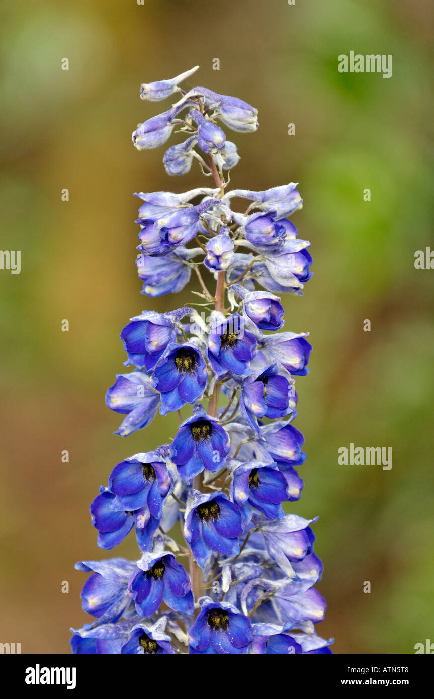 Delphinium flower spike hi-res stock photography and images - Alamy