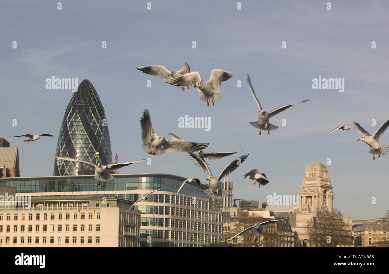 urban wildlife black headed gulls in front of the swiss re tower london Stock Photo