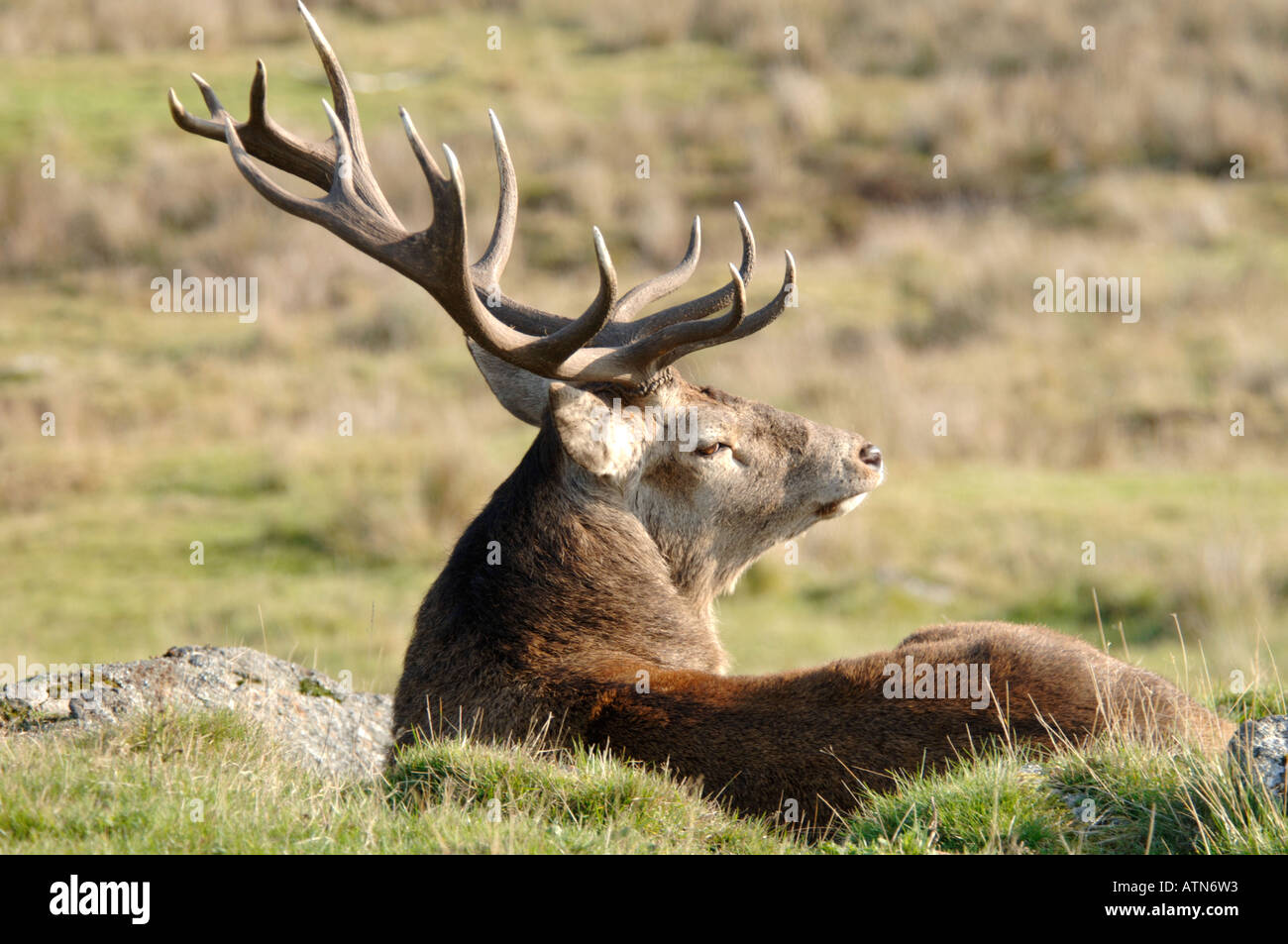Red Deer Stag Resting on the open hill during the Autumn Rut.   XMM 3899-372 Stock Photo