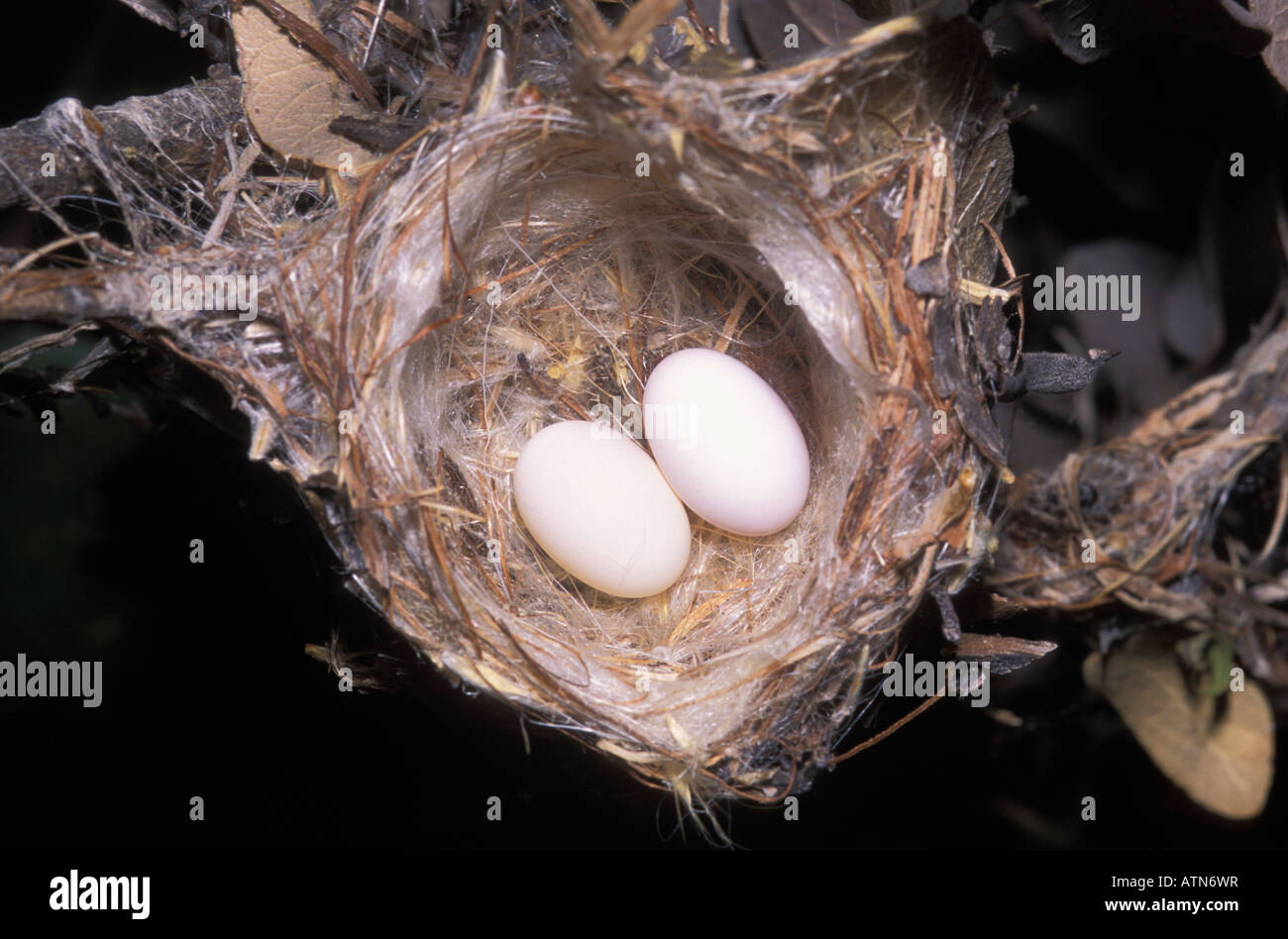 Hummingbird eggs hires stock photography and images Alamy
