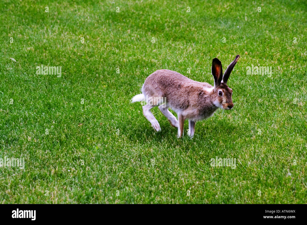 Jackrabbit hopping on green lawn in Regina Saskatchewan Canada Stock Photo