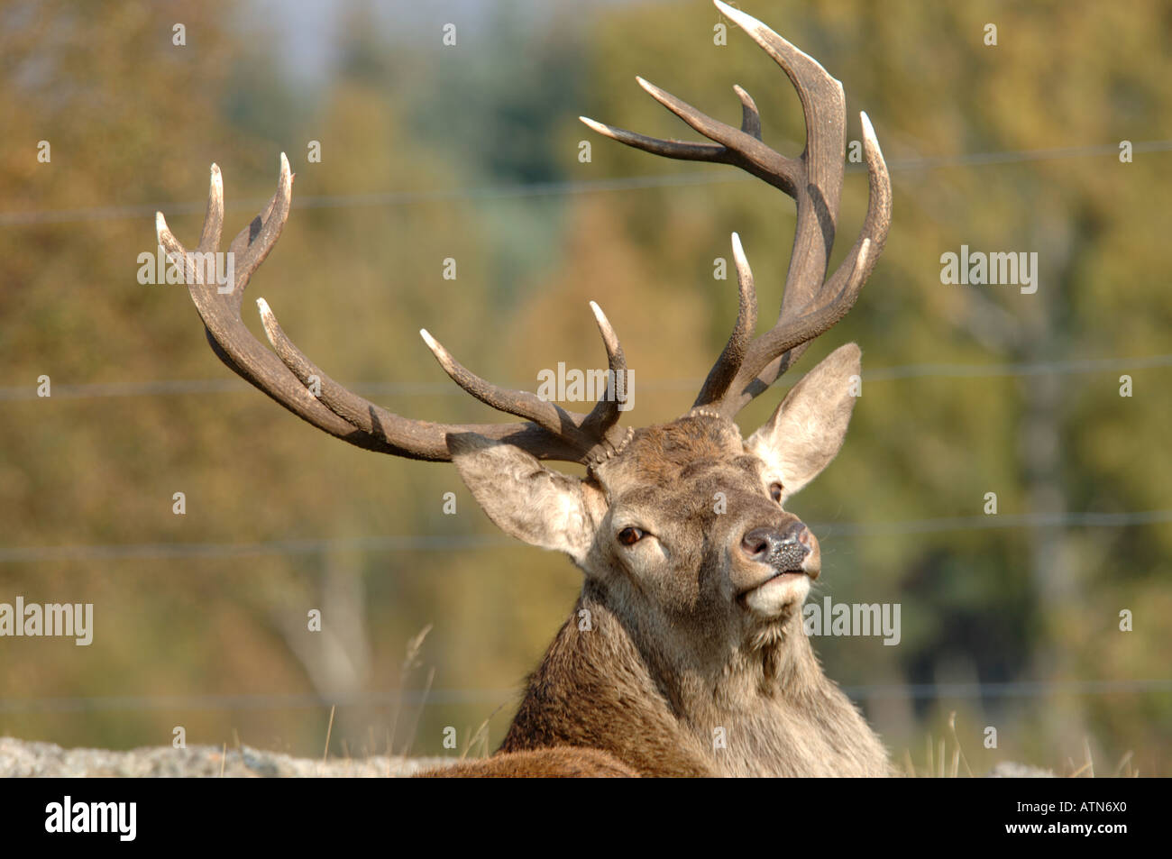 Red Deer Stag resting in deciduous woodland during the Autumn Rut.   XMM 3900-372 Stock Photo