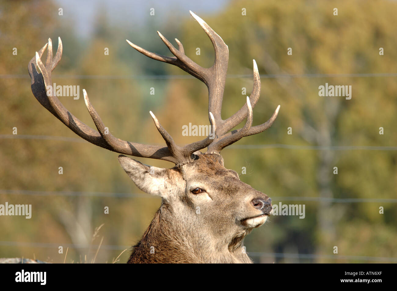 Red Deer Stag in deciduous woodland during the Autumn Rut.  XMM 3901-372 Stock Photo