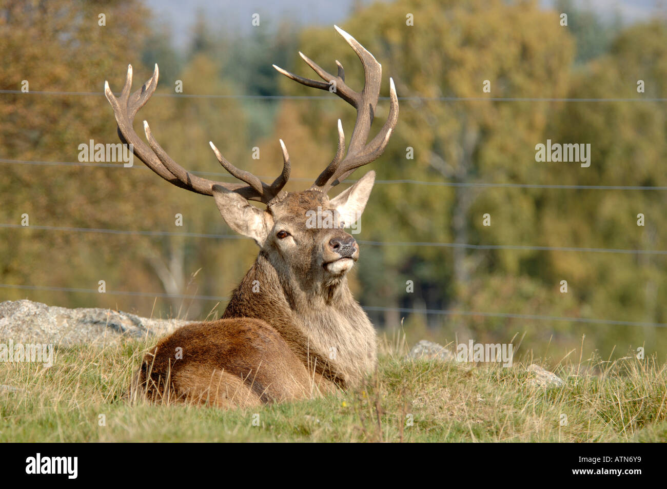 Red Deer Stag Resting during the Autumn Rut.   XMM 3902-372 Stock Photo
