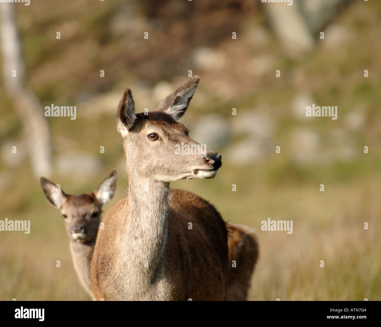 Red Deer Hind and Yearling Calf always on the alert.   XMM 3903-372 Stock Photo