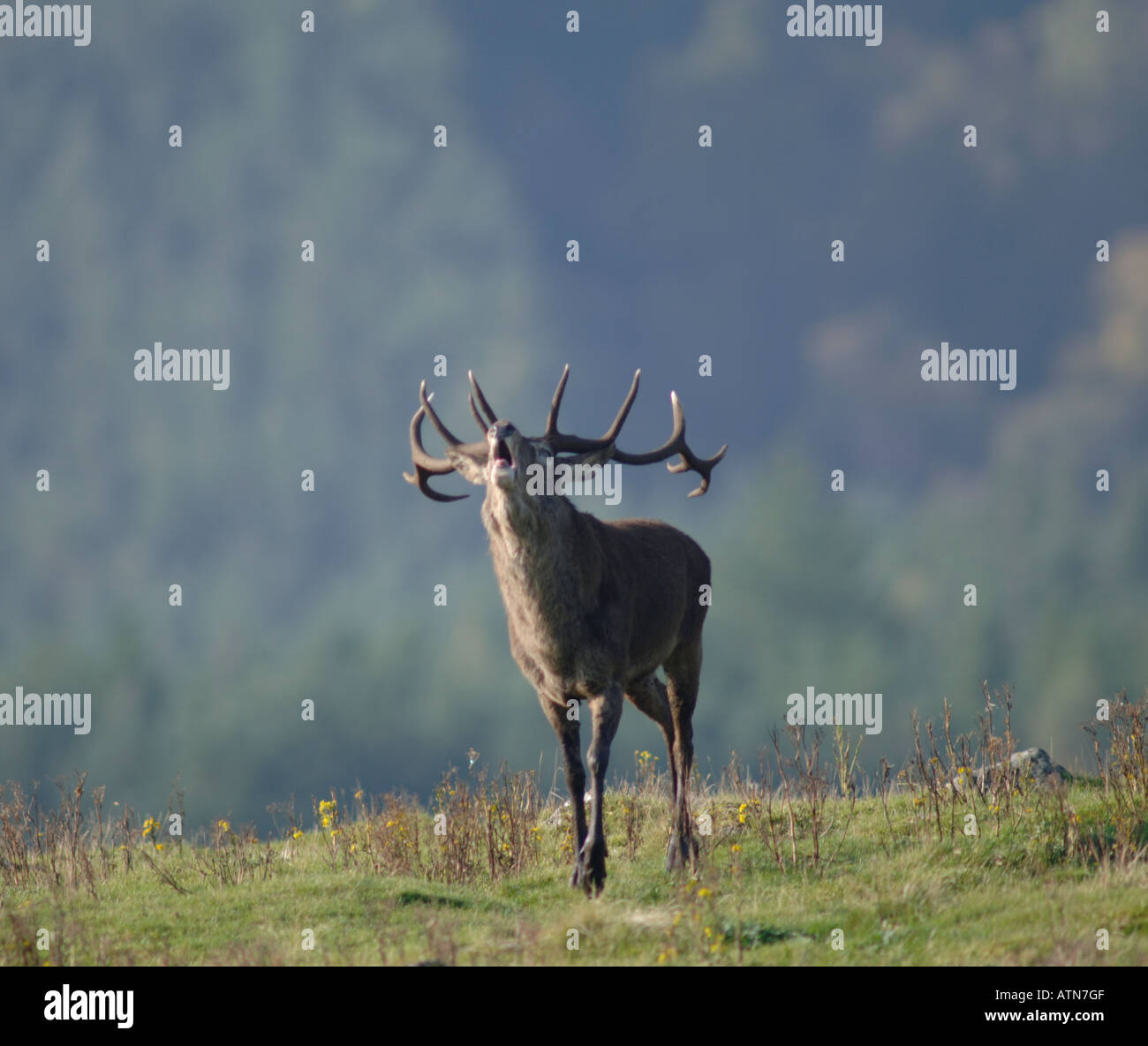 Red Deer Stag Roaring during the Autumn Rut in October.   XMM 3904-372 Stock Photo