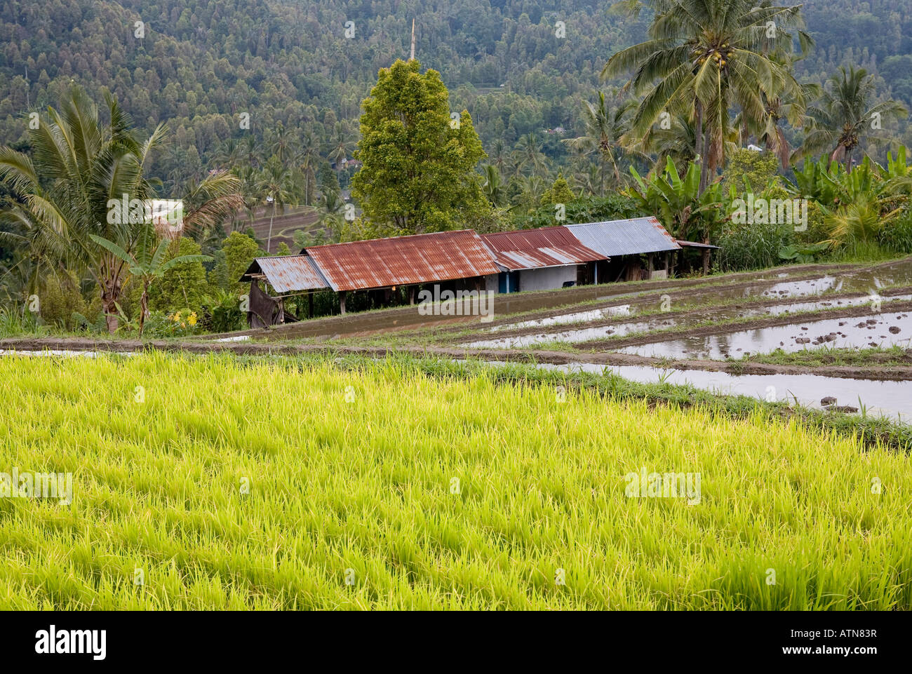 Rice Paddy Fields Ubud Bali Indonesia Stock Photo