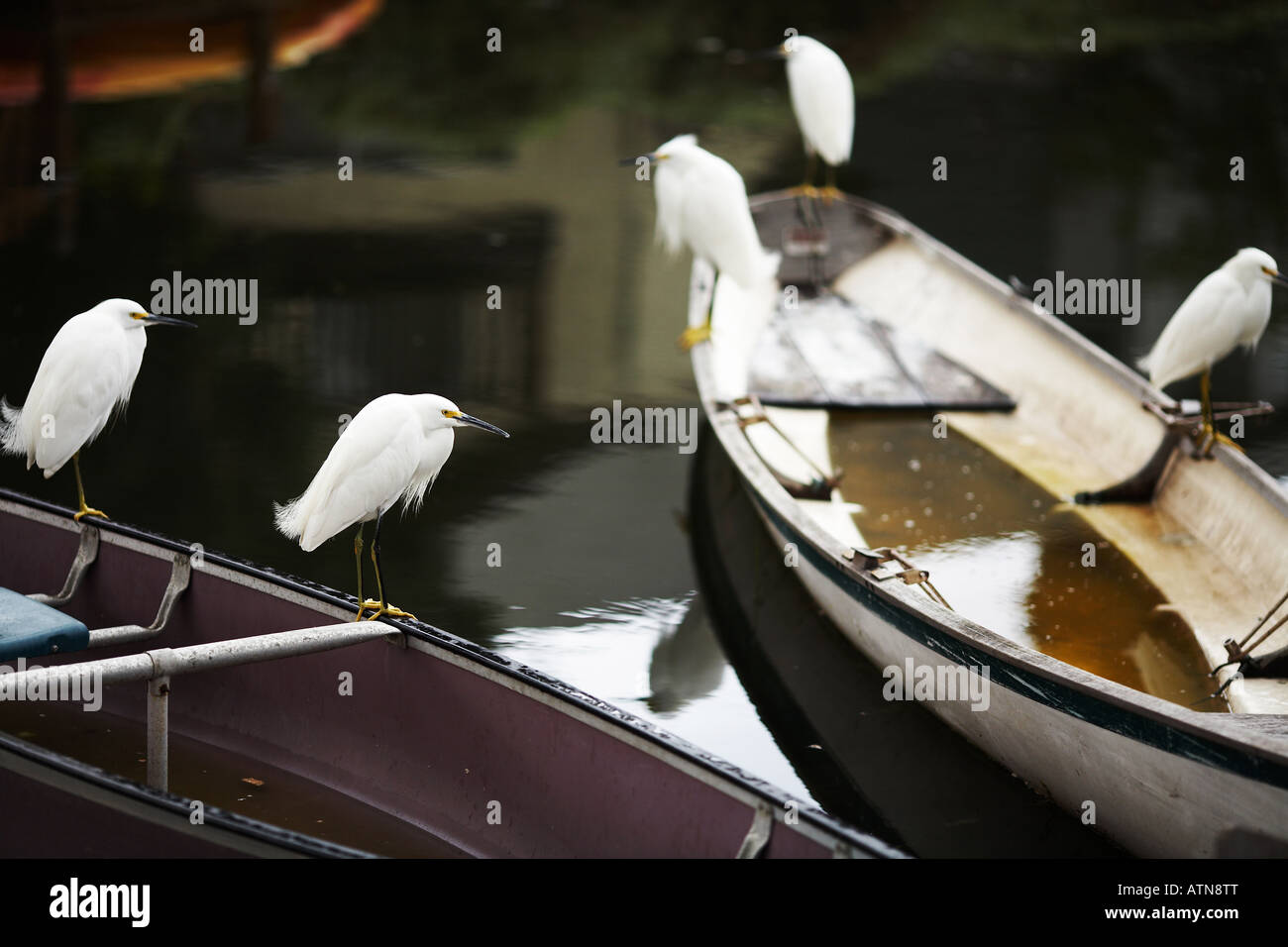 Egrets on Two Rowboats in the Venice Beach Canals Area, Los Angeles County, California, USA Stock Photo