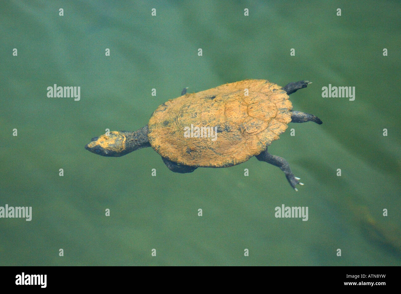 A Saw-shelled Turtle diving in Lake Eacham on the Atherton Tablelands, Queensland, Australia Stock Photo