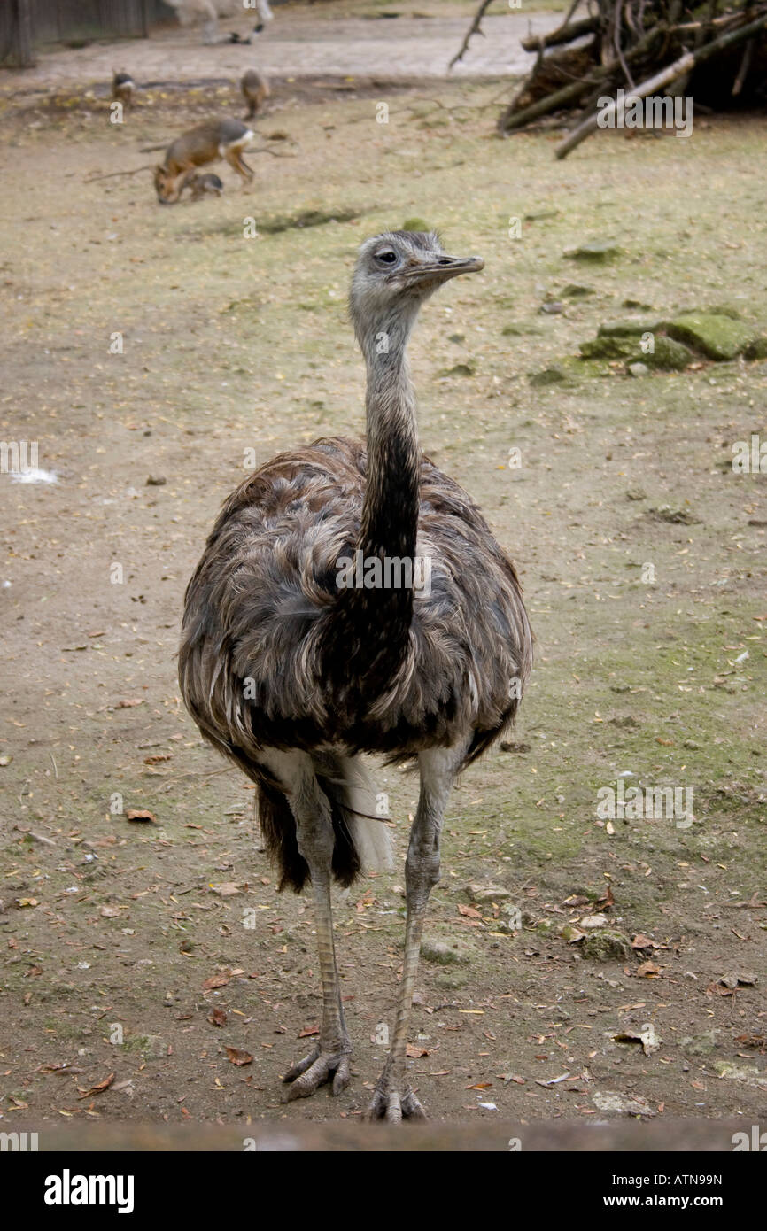 Emu (Dromaius novaehollandiae) full length standing facing Emeu bird Stock Photo