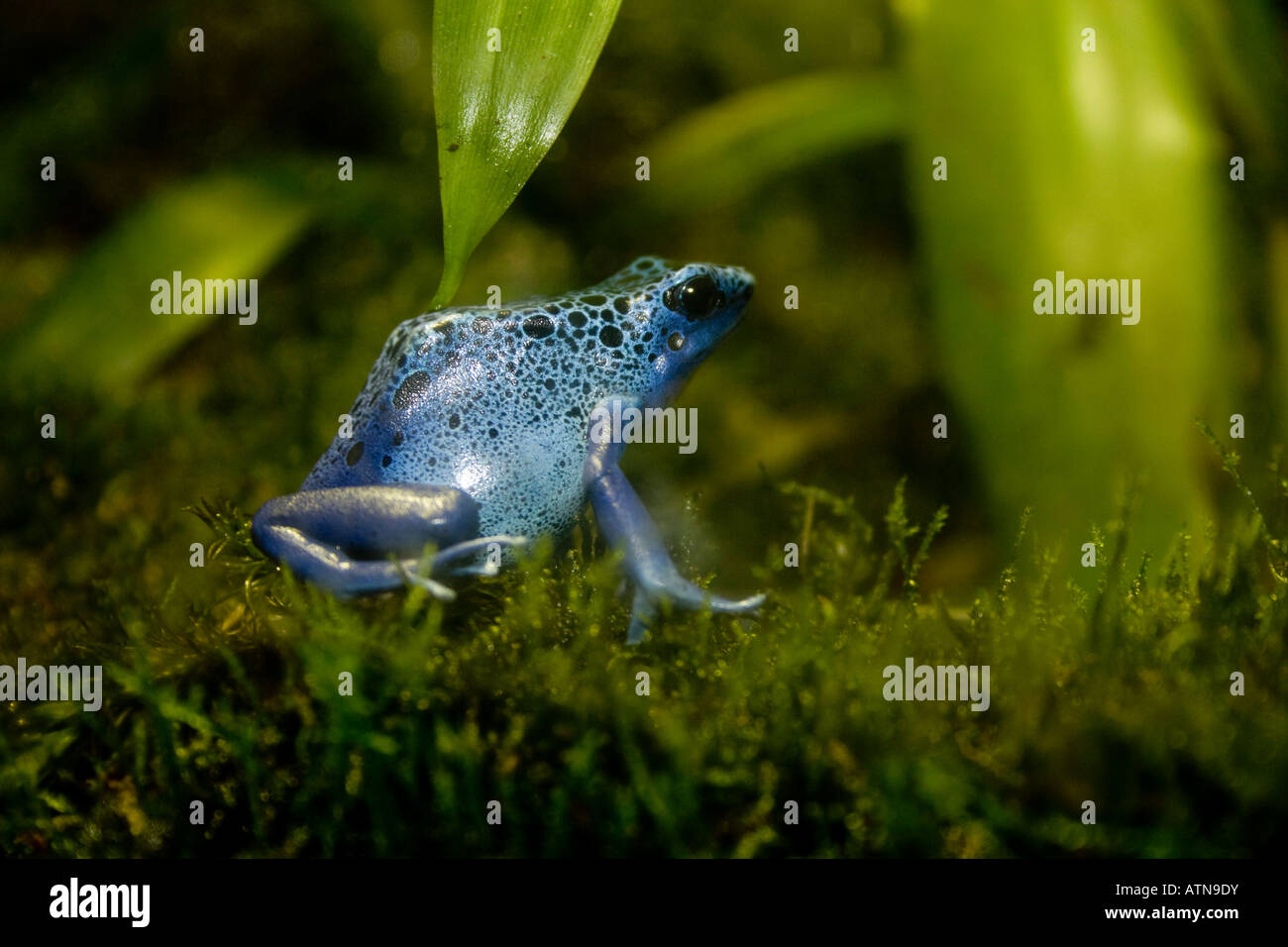 Blue Dart Frog Life Cycle