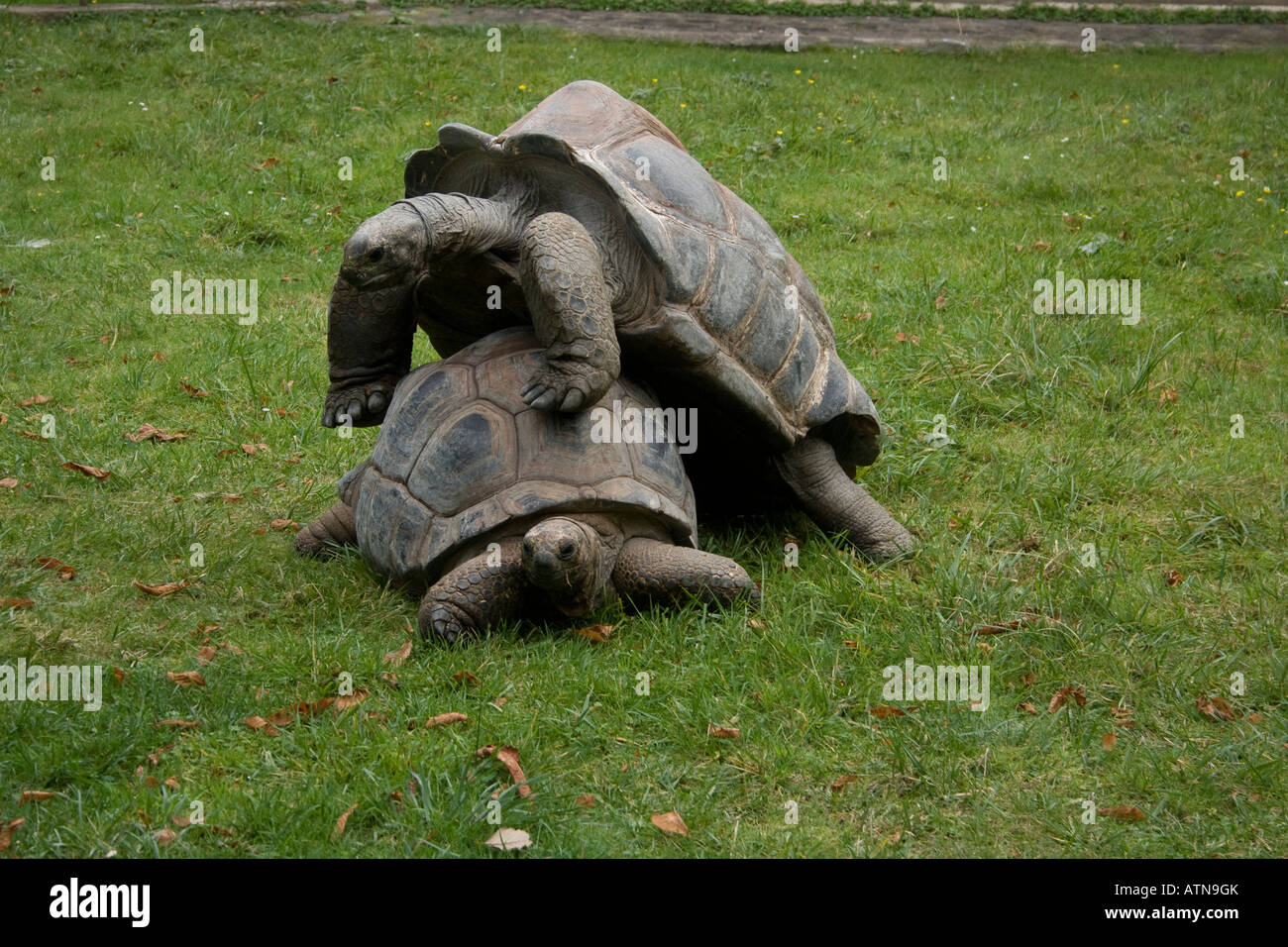 Giant tortoise mating, on top of each other, sexual reproduction From  Galapagos Island, Ecuador Stock Photo - Alamy