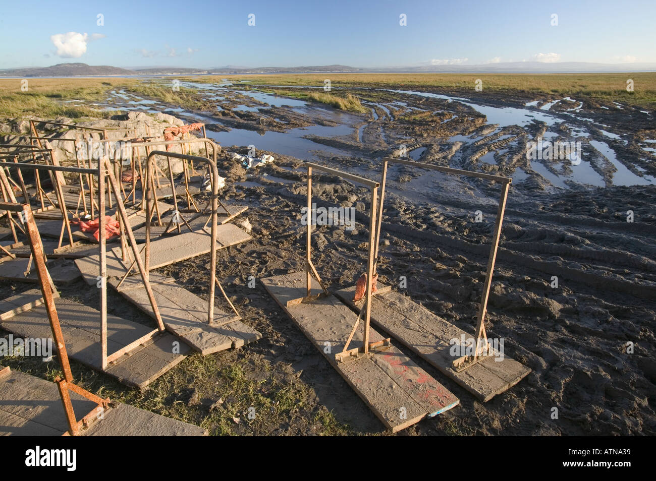 cockling boards at morecambe Bay Stock Photo Alamy