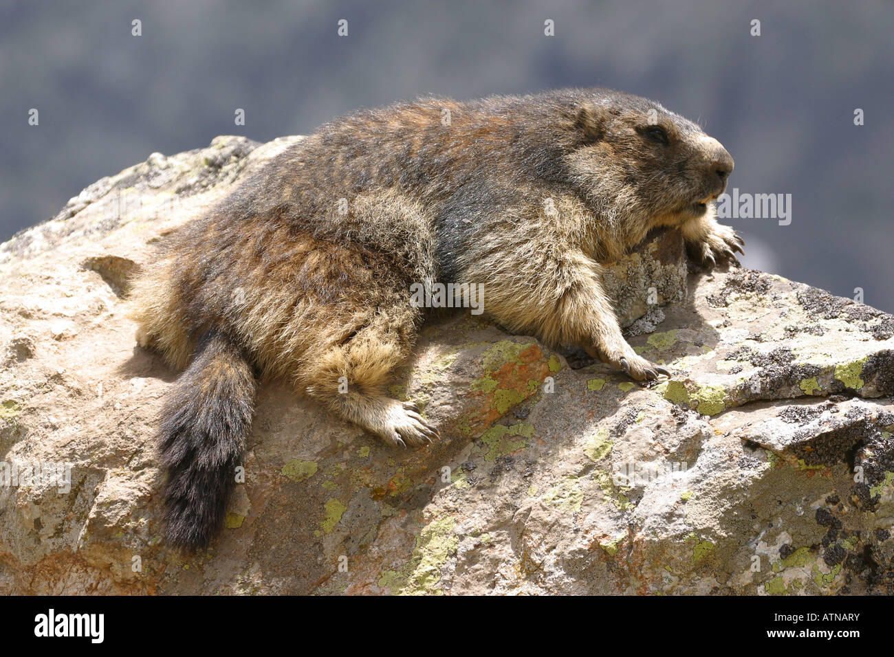 Alpine Marmot Parc Des Ecrins National Park Alps Marmota At Altitude alpine-marmot-parc-des-ecrins-national-park-alps-marmota-at-altitude