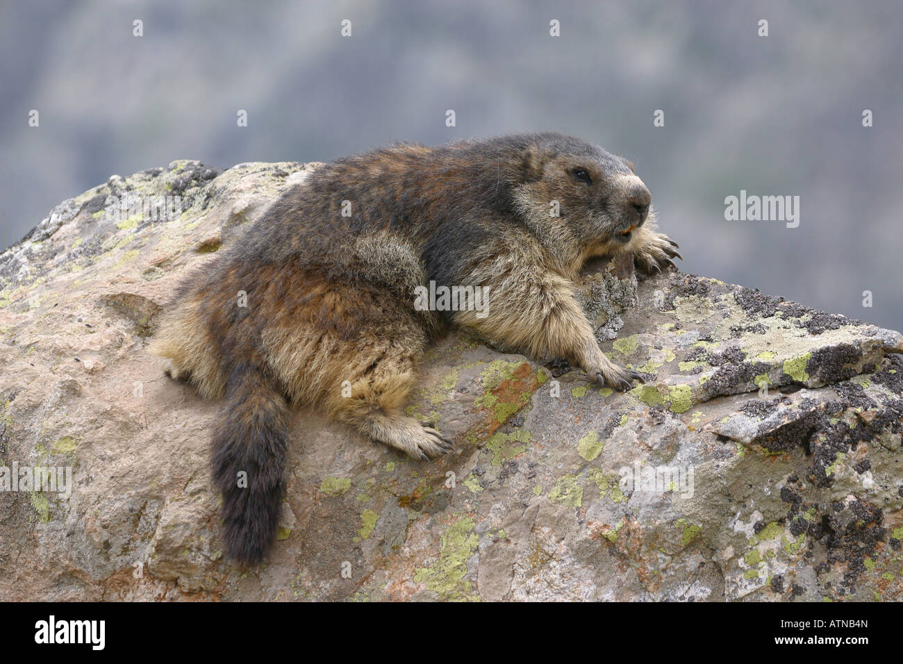 Alpine Marmot parc des Ecrins National Park Alps Marmota at altitude ...