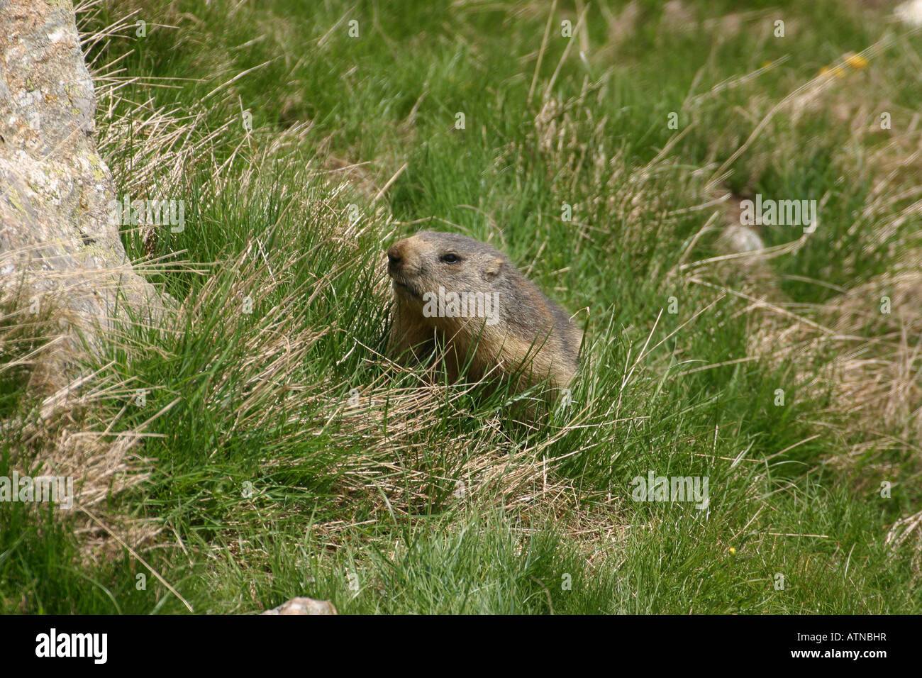 Alpine Marmot parc des Ecrins National Park Alps Marmota in grass ...