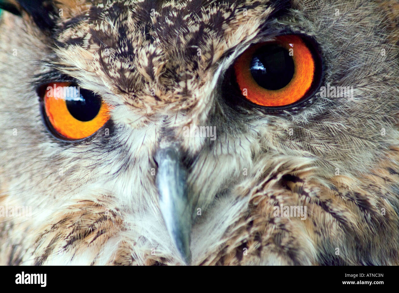 Large forward facing eyes hires stock photography and images Alamy