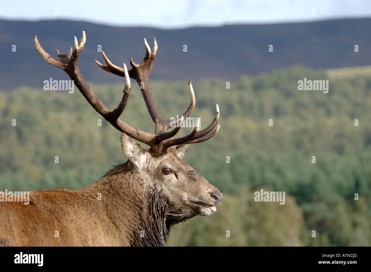 Red Deer Stag out from the forest during Autumn Rut.  XMM 3758-360 Stock Photo