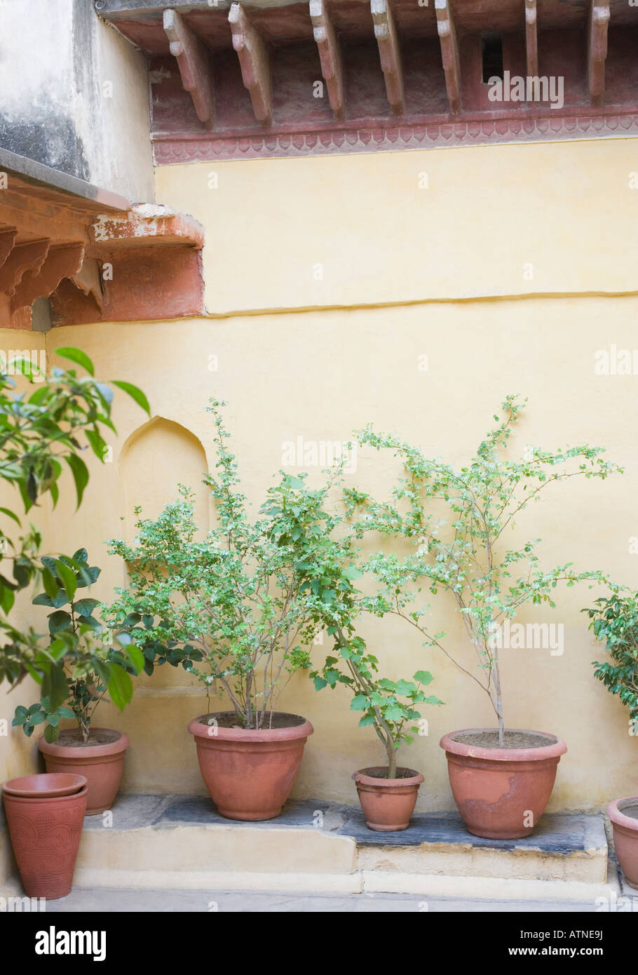 Potted plants in front of a wall Stock Photo - Alamy