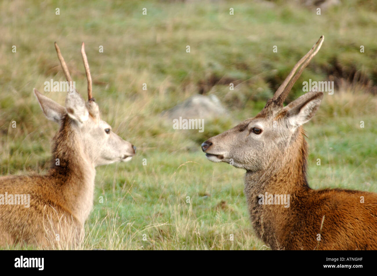 deer stags method