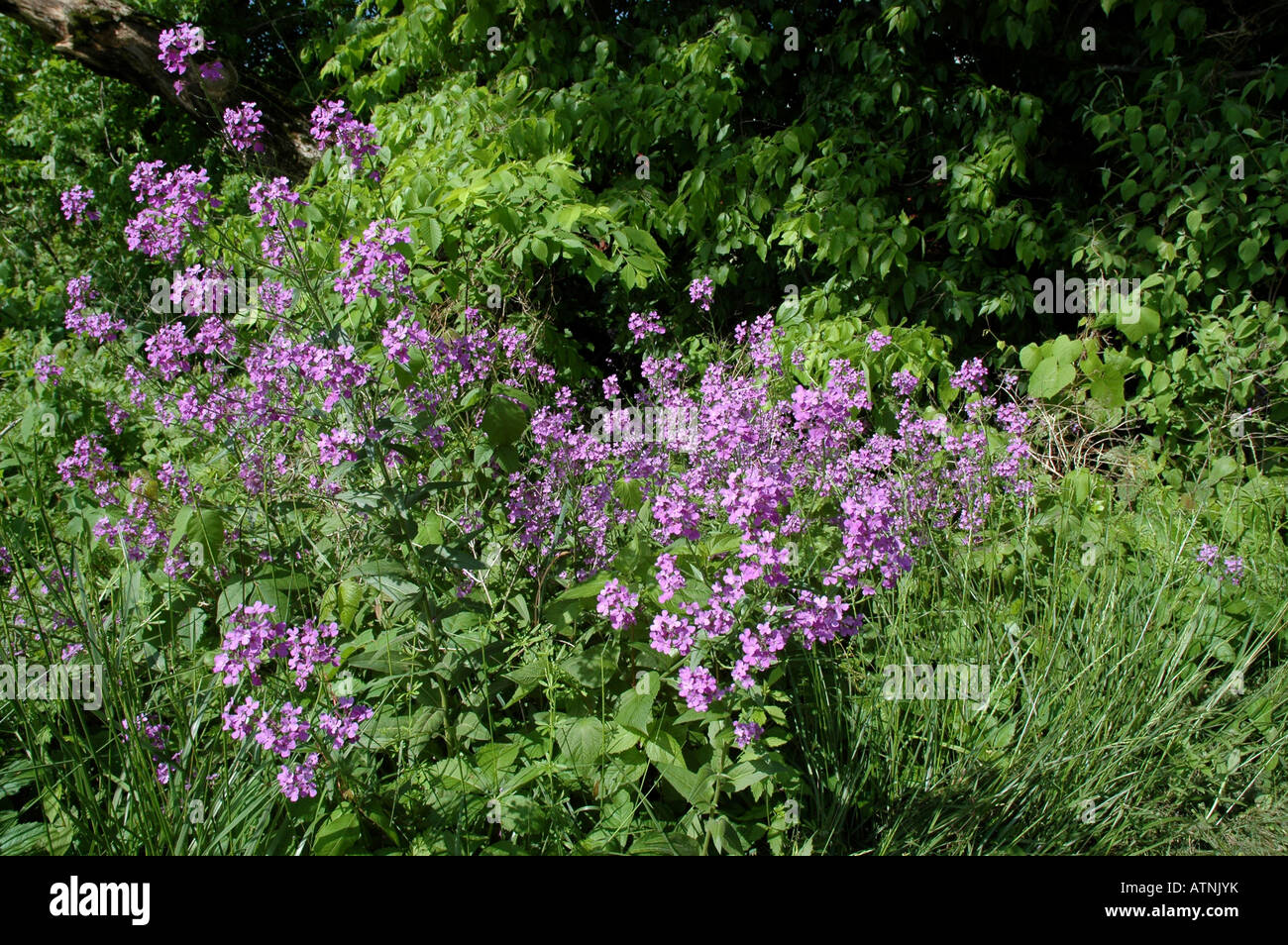 Roadside wild flowers hi-res stock photography and images - Alamy