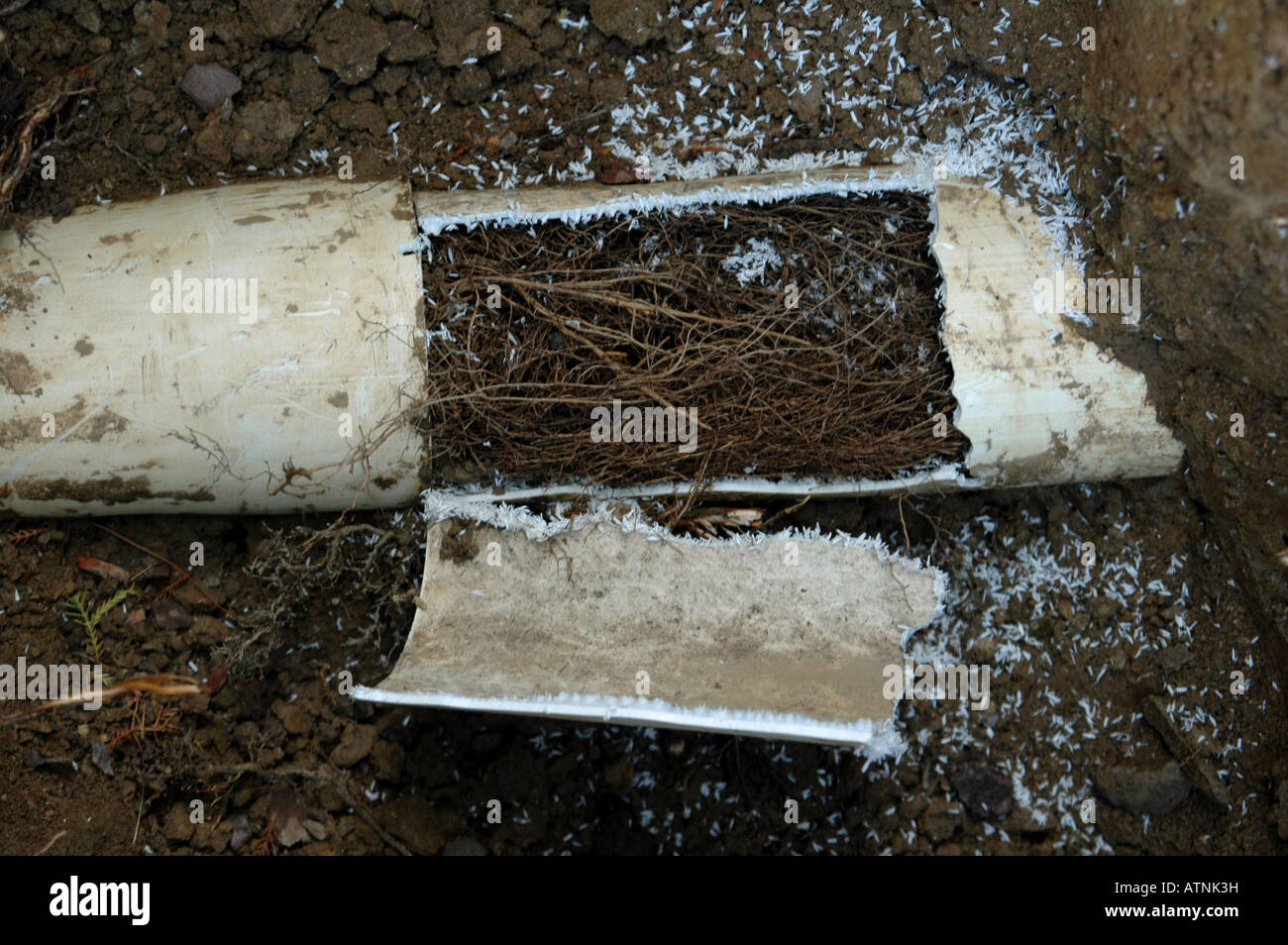 Tree Roots in drain line Stock Photo Alamy