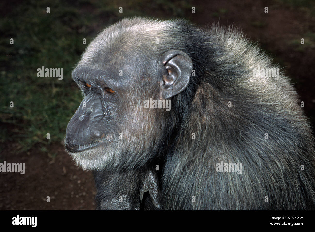 Pan troglodytes, Common Chimpanzee,  Africa Stock Photo