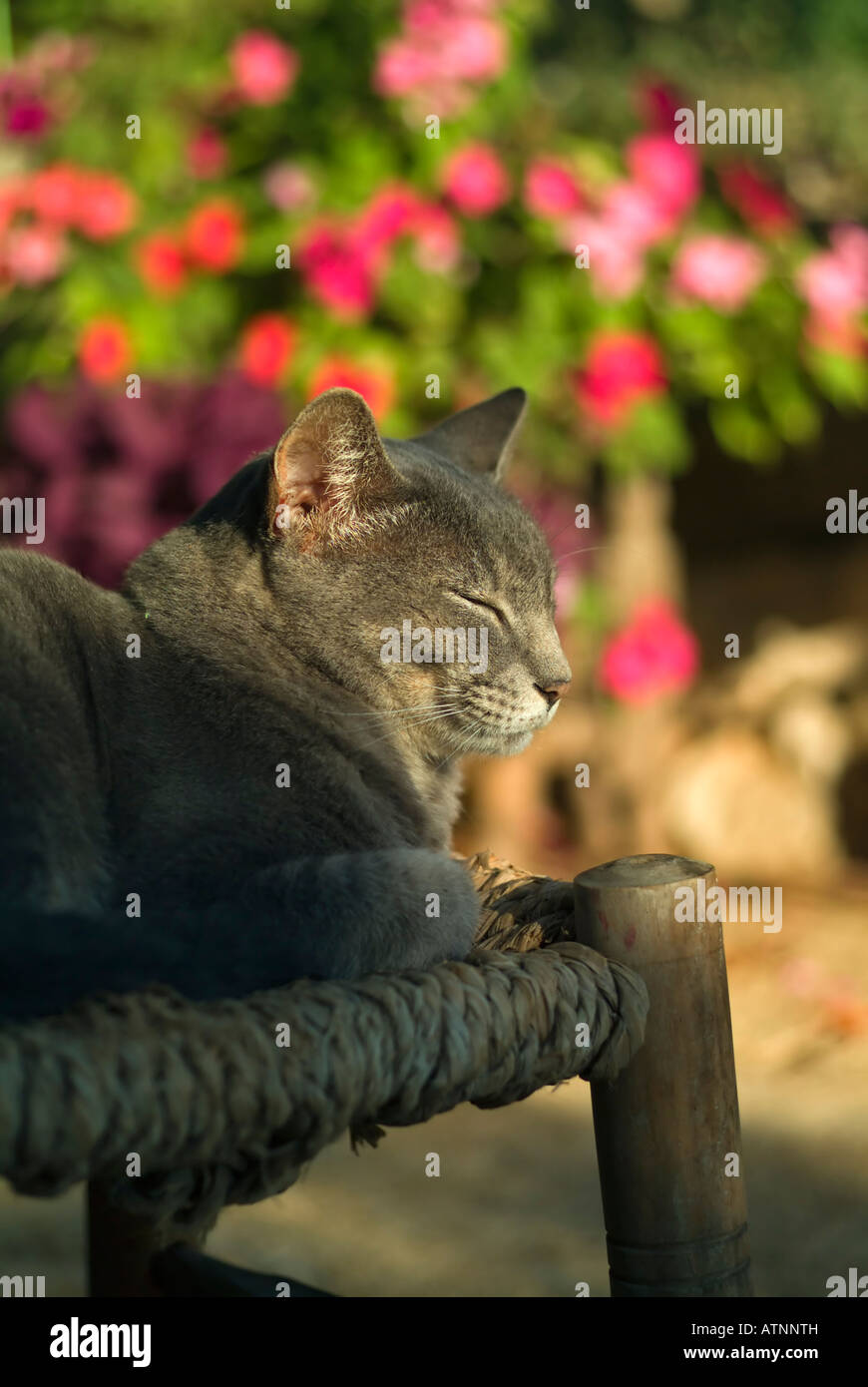 gray cat sun bathing with eyes closed Stock Photo - Alamy