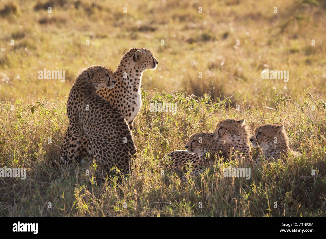 Cheetah (acinonyx jubatus) with four sub-adult cubs Stock Photo