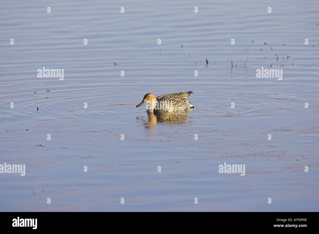 Catcott lows pintail hi-res stock photography and images - Alamy