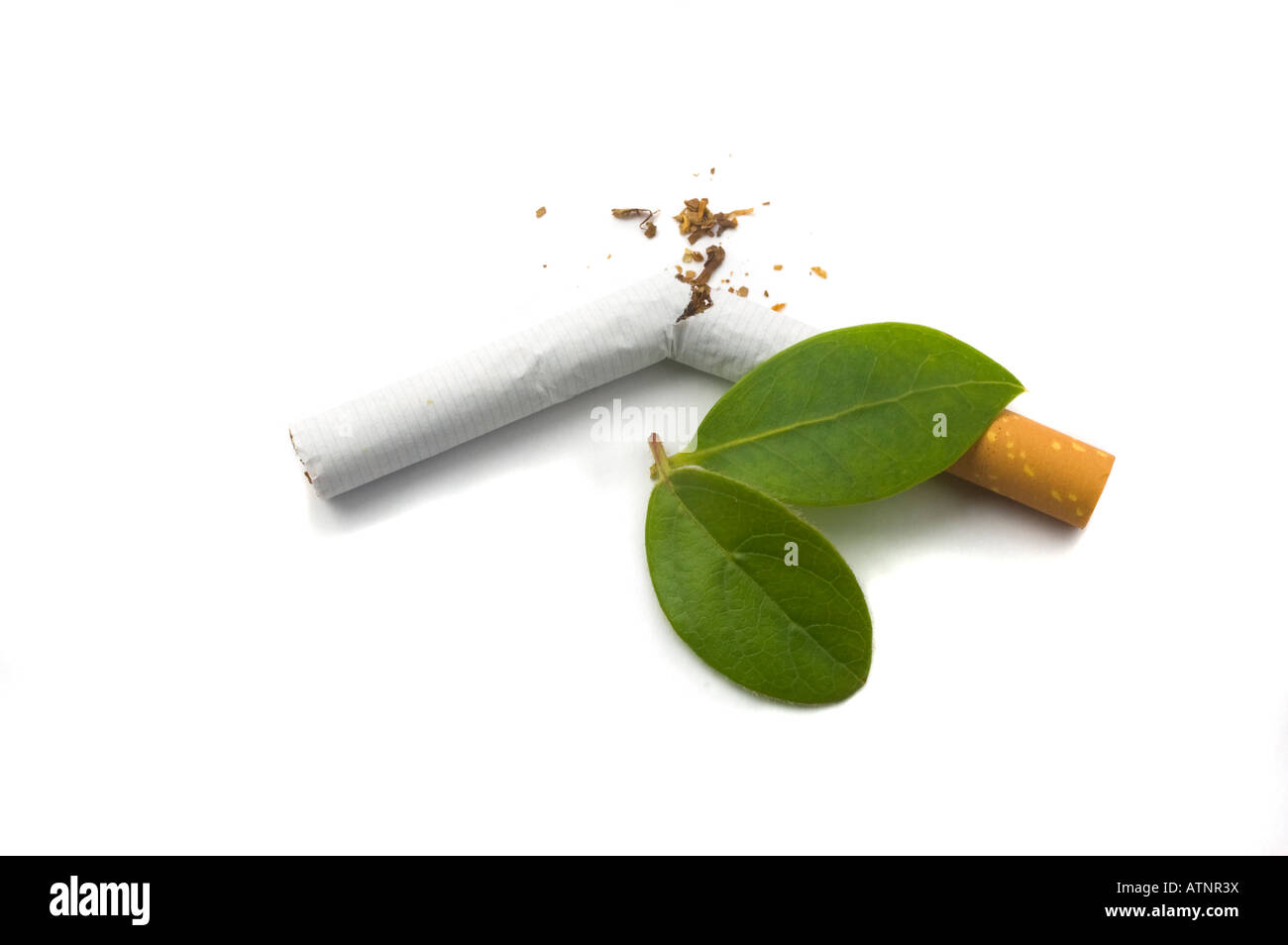 cigarette leave Amazon.com: Derrose Herbal Sticks,Herbal Cigarettes,Nicotine Free and Tobacco Free,Help Stop Smoking,Better Effect When Used with Nicotine Patches,Smoking Cessation Products,2packs-40 Sticks Every cigarette leaves a mark