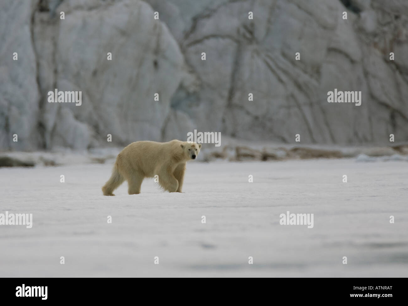 Polar Bear (ursus maritimus) walking on pack ice Stock Photo