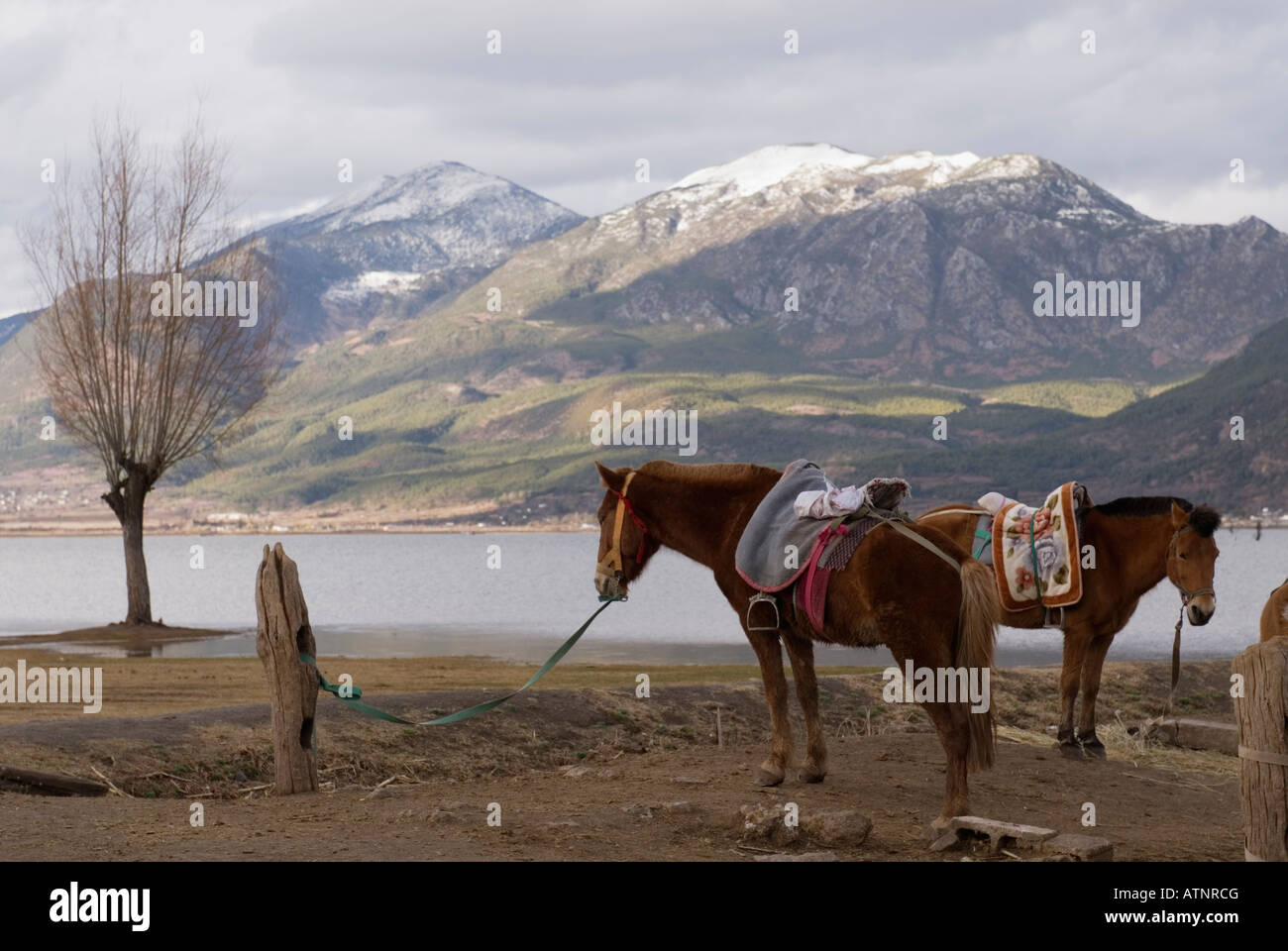 China, Two Horses At Lashi Lake, near Lijiang, Yunnan Province Stock Photo