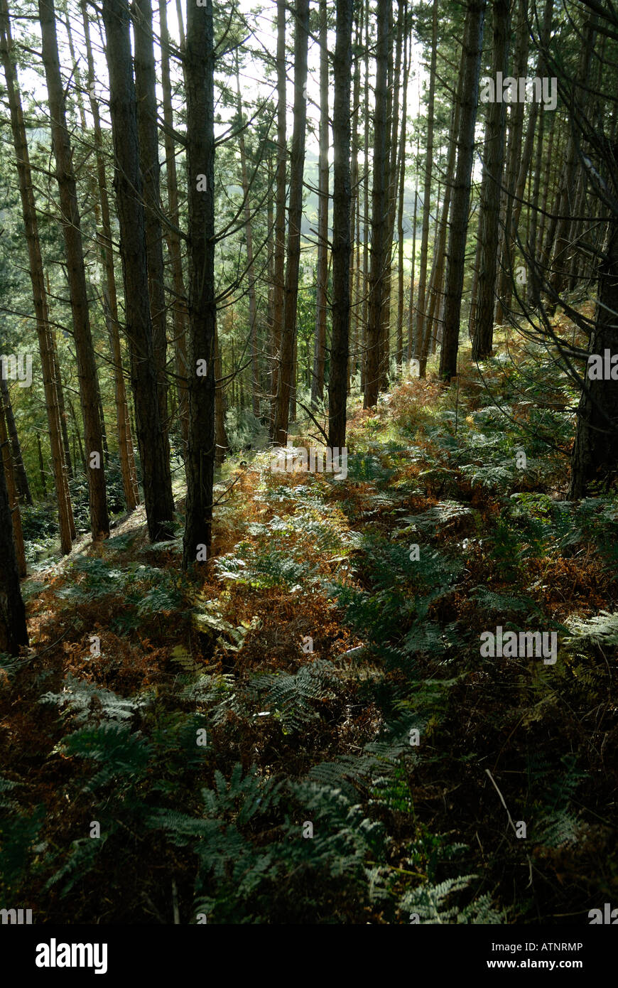 50 year old pine trees hi-res stock photography and images - Alamy