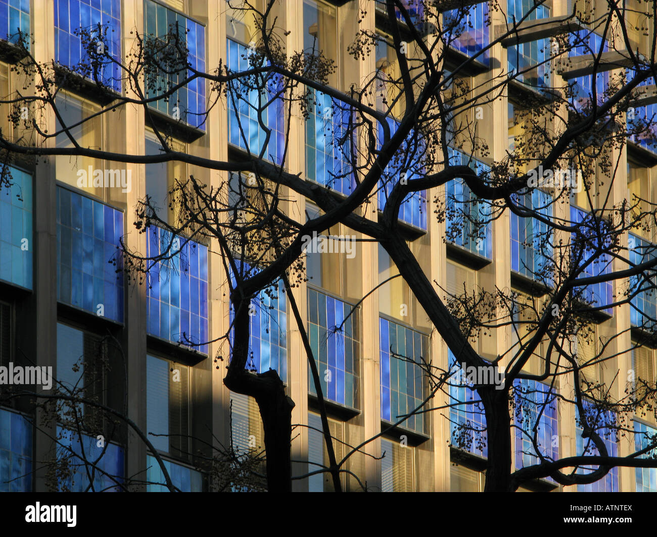 Black and blue - glass windows in Palma office block create a pattern. Silhouette of a tree in the foreground breaks the regularity Stock Photo