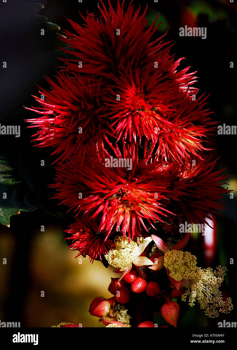 exotic crimson garden flower Stock Photo