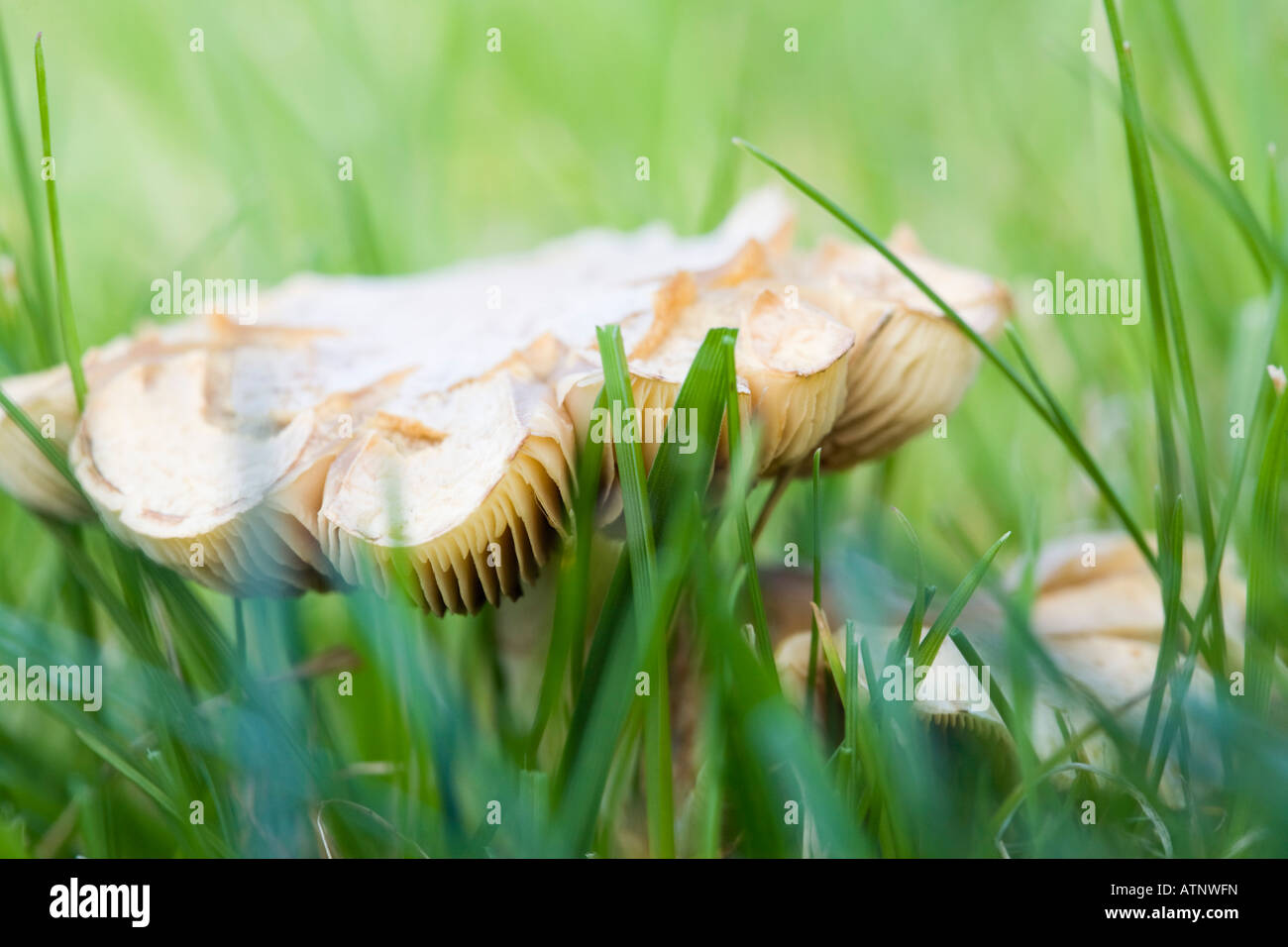 Close up of gills of Meadow Waxcap (Hygrocybe pratensis) fungus growing in domestic garden lawn grass in autumn. UK Britain Stock Photo