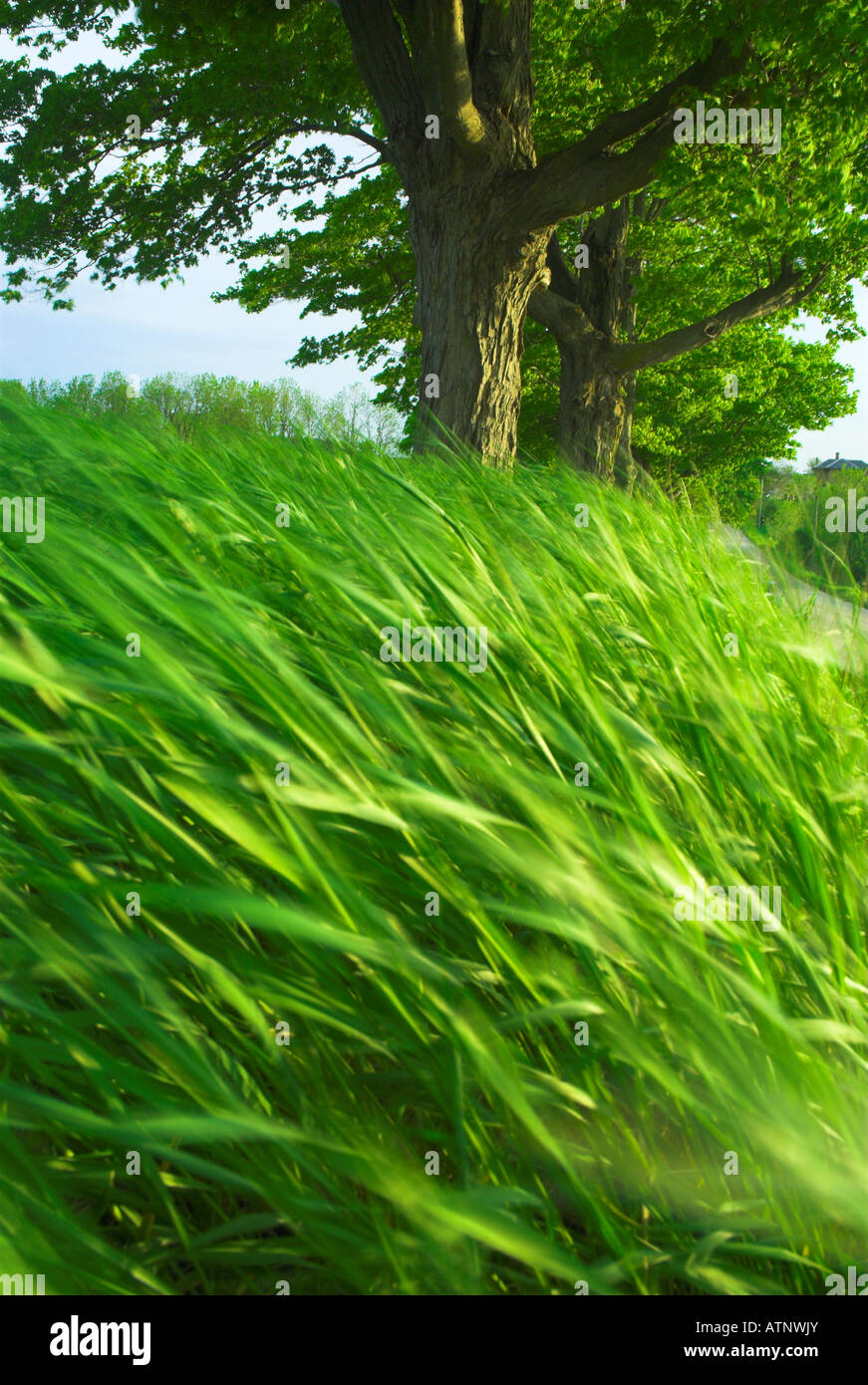 A photo of a field of blades of grass moving in the wind Stock Photo