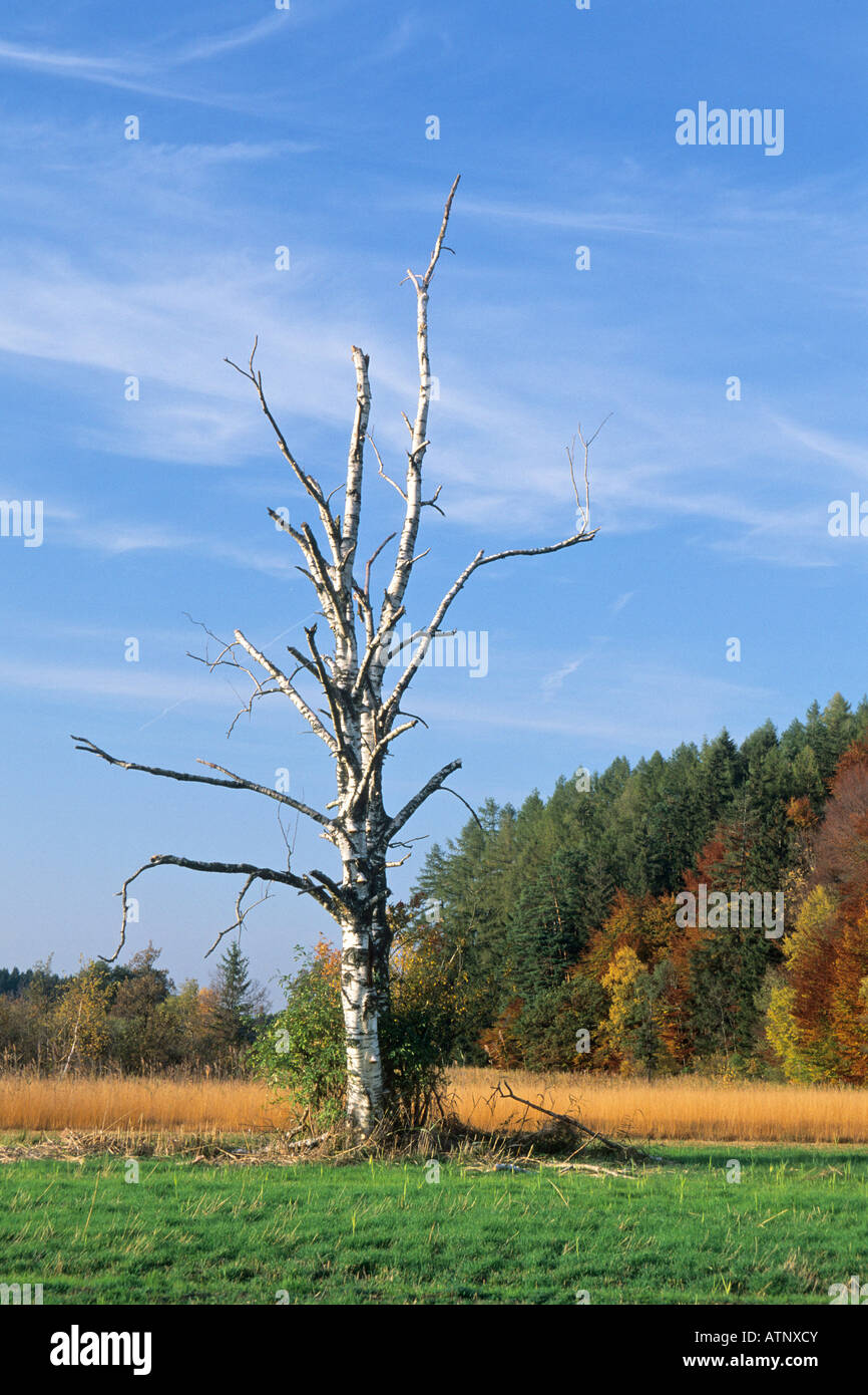 Dead birch tree at Bärnsee near Aschau Chiemgau southern Bavaria Germany Stock Photo